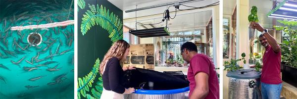 Pictures of baby salmon in a tank, Willis and Sanphy inspecting the tank, and Willis holding aquaponic grown basil